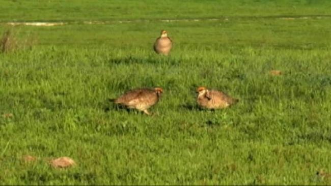 Green Country Biologist On Importance Of Threatened Lesser Prairie-Chicken