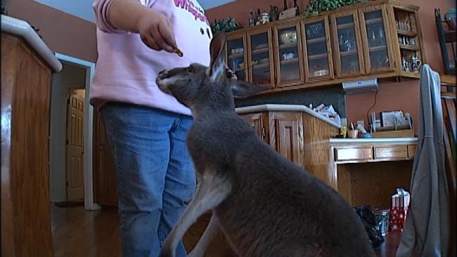 Irwin The Kangaroo And His Owner Leave Broken Arrow