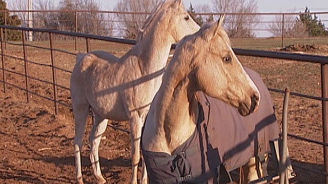 Legislature Passes Bills Allowing Horse Meat Processing In Oklahoma