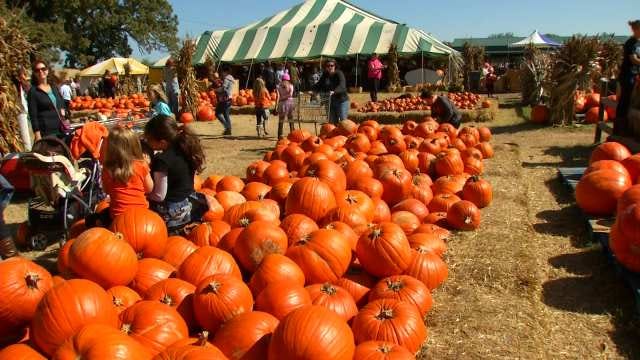 Carmichael's Pumpkin Patch In Bixby A Fall Tradition For Green Country Kids Carmichael's Pumpkin Patch In Bixby A Fall Tradition For Green Country Kids
