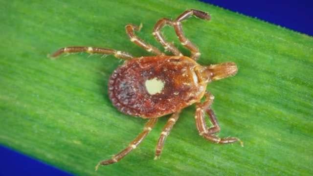 Tulsa Man Develops Red Meat Allergy From Tick Bite