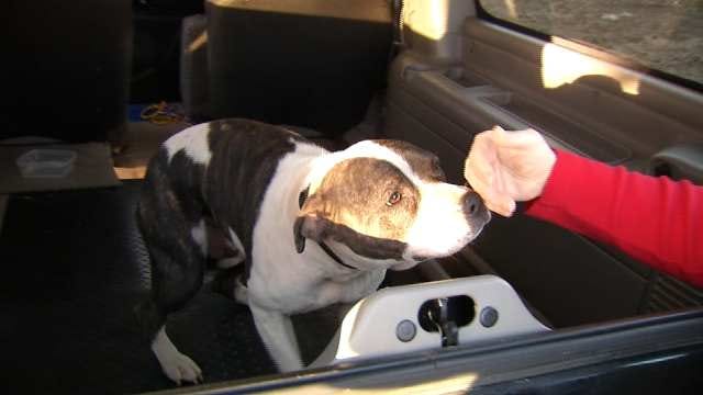 Multiple Dead Dogs In Tulsa Raising Questions About Dog Fighting Ring