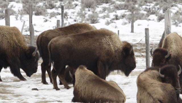 Two Sites In Oklahoma Considered For Federal Bison Expansion Program