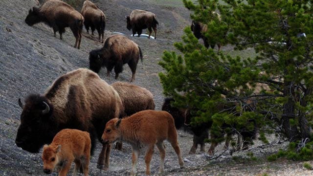 Two Oklahoma Tribes Ask For Bison From Yellowstone National Park