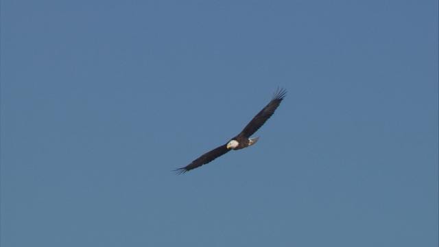 WATCH: Video Of Bald Eagle Soaring Over East Tulsa