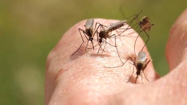 Muskogee County Using New Tool To Fight Mosquito Problem