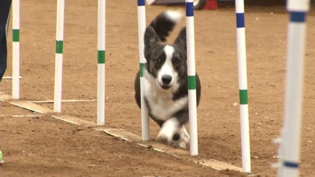 Tulsa Agility Dog Trials Held This Weekend At The Fairgrounds tulsa-agility-dog-trials-held-this-weekend-at-the-fairgrounds