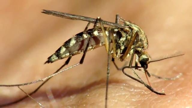 Health Department Ramps Up Mosquito Control Efforts