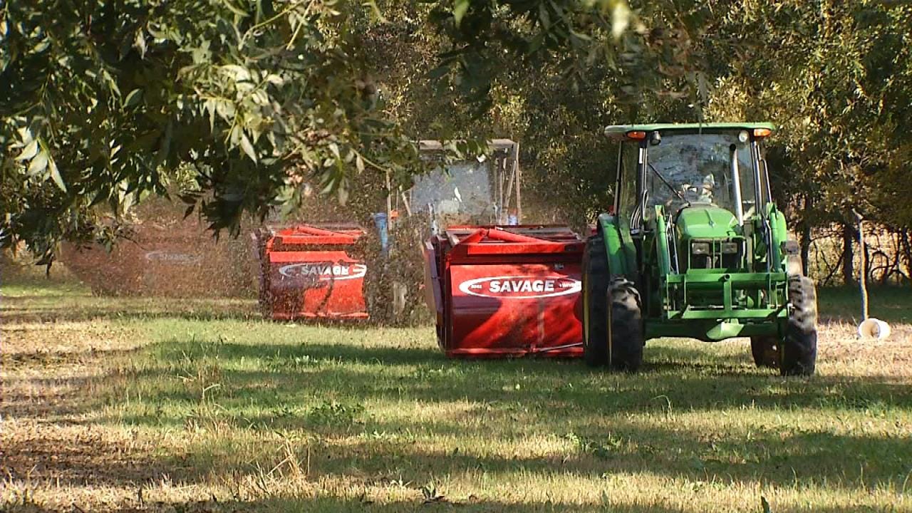 Oklahoma Pecan Growers At Mercy Of Weather's Ups, Downs