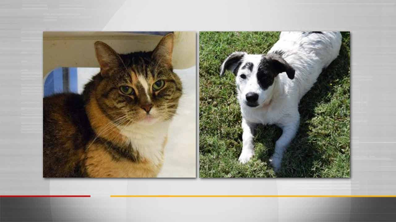 Broken Arrow Hosts 'Adoptober Fest' Pet Event Saturday