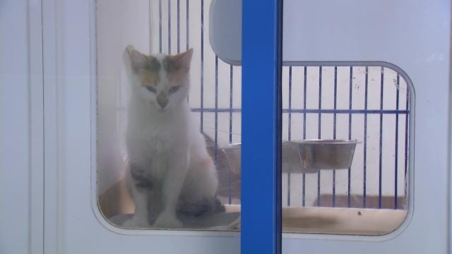 broken arrow humane society