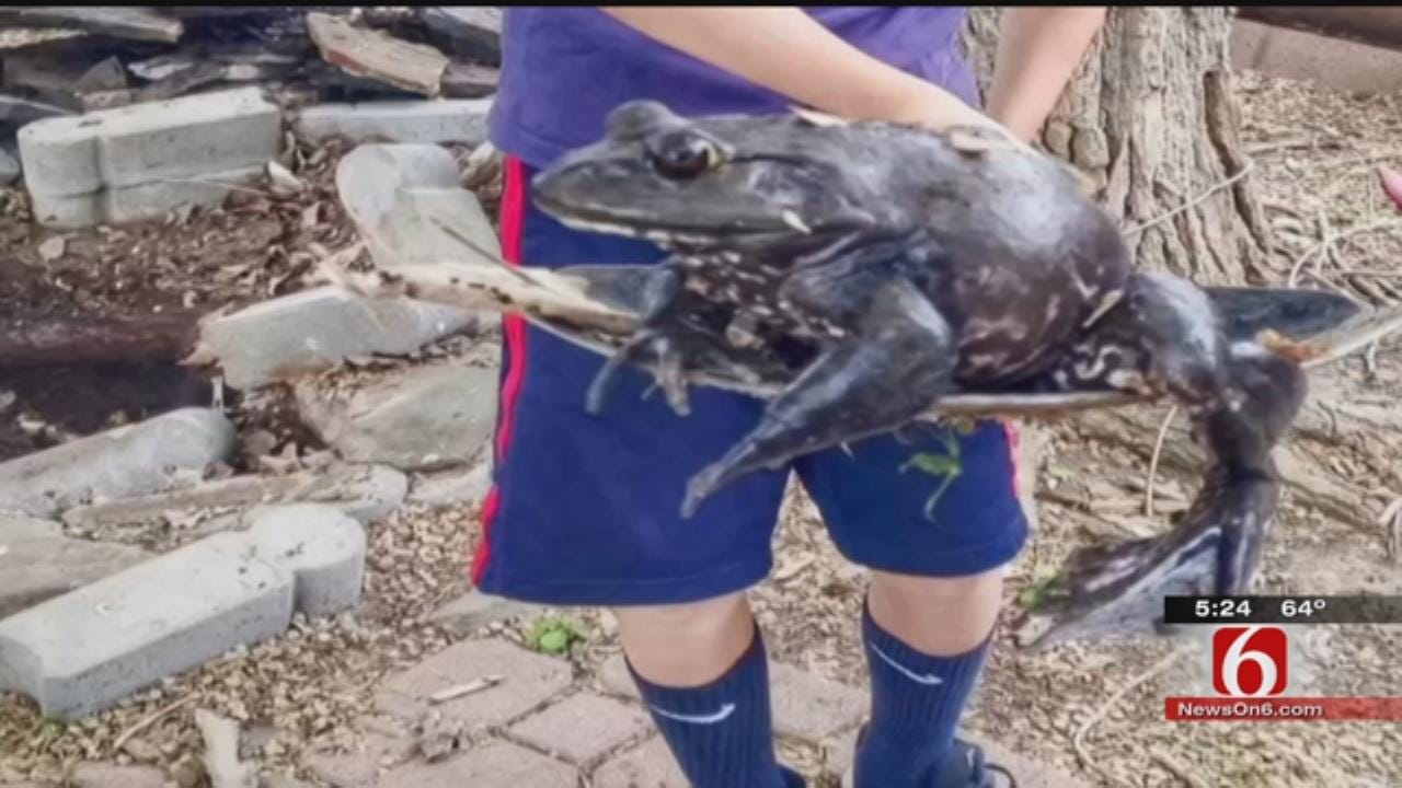 Giant Bullfrog In Owasso Captivates Facebook