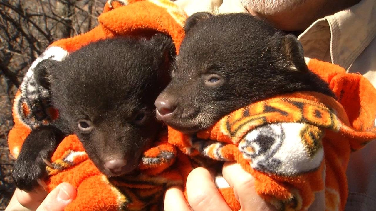 Growing Bear Population Could Expand Hunting Season Into NE Oklahoma