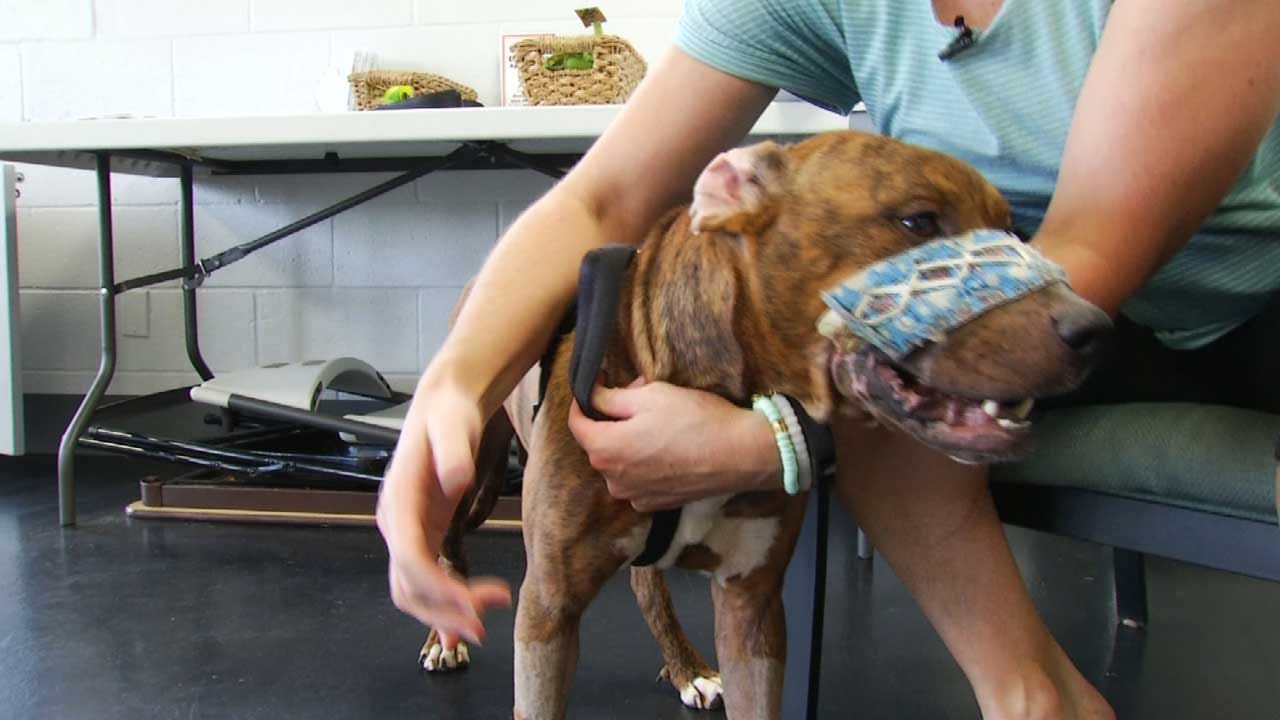 Dog Found With Mouth Taped Shut Now Recovering, Up For Adoption