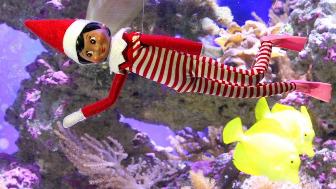 Tulsa Zoo 'Elf On The Shelf' Shares Adventures With Animals