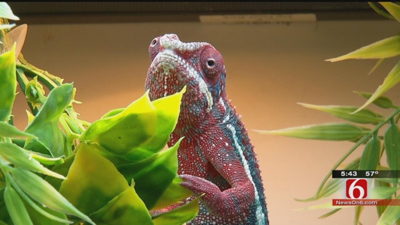 Tulsa Hosts Reptile Expo