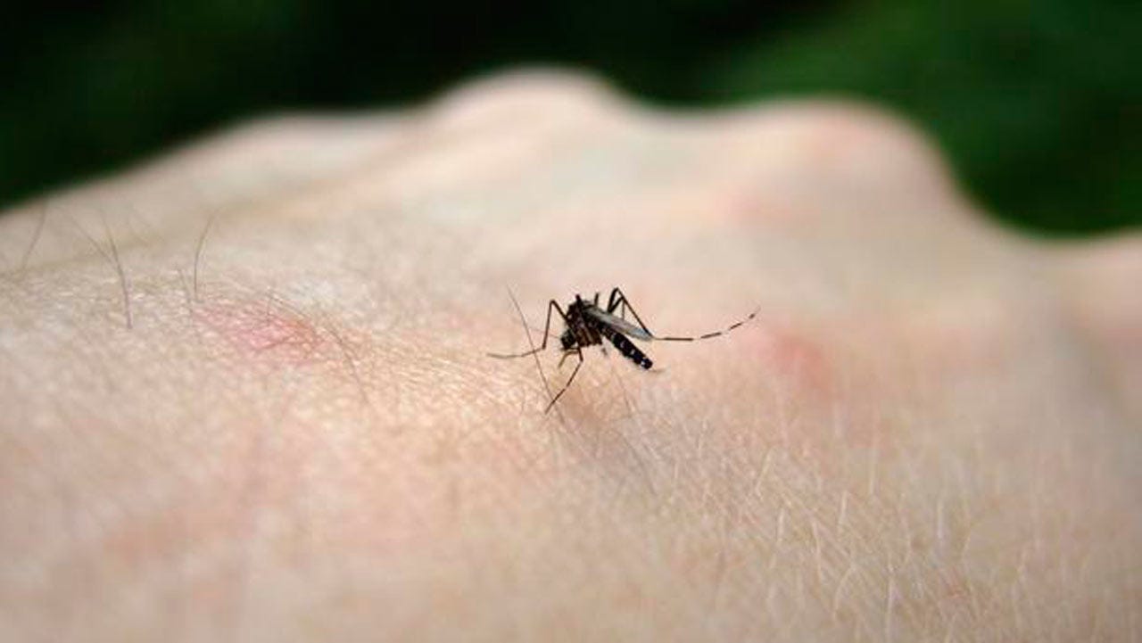 Mosquitoes Connected To Zika Virus Found In Southwest Oklahoma