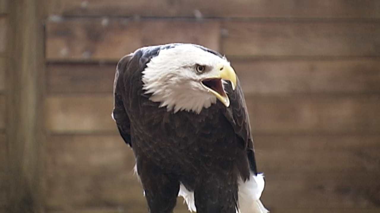 Bartlesville Center Credited With Saving The Bald Eagle, Faces Extinction