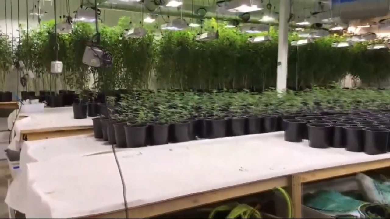 Cops Bust Major California Weed 'Fortress'