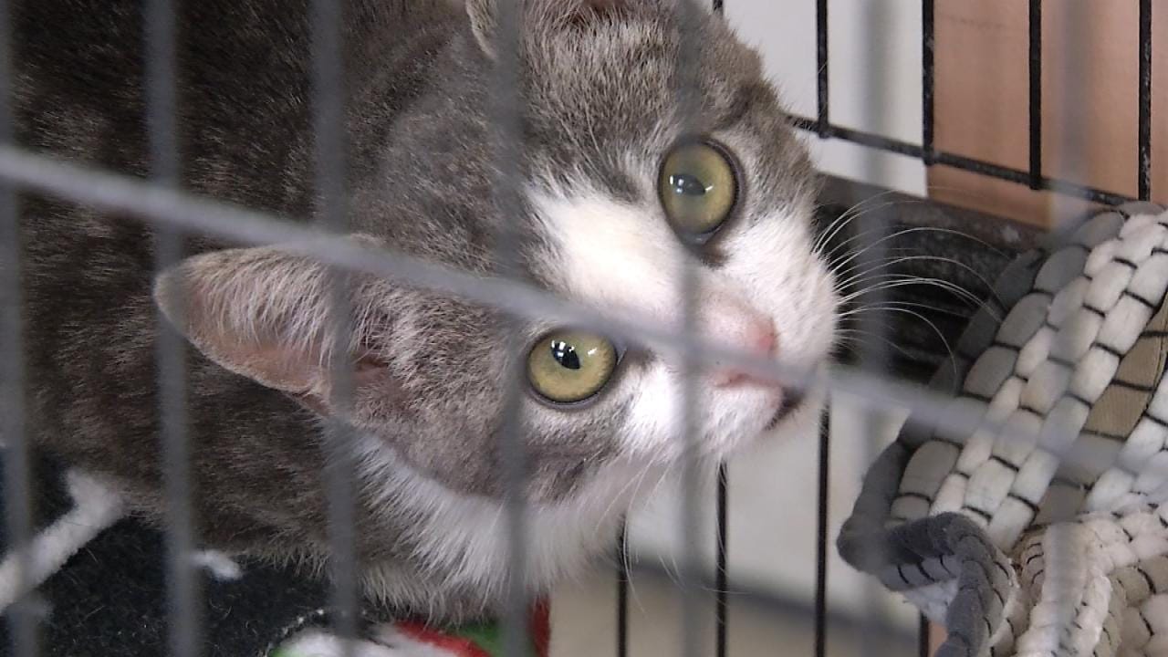 Tulsa SPCA Holds First LowCost Spay & Neuter Clinic