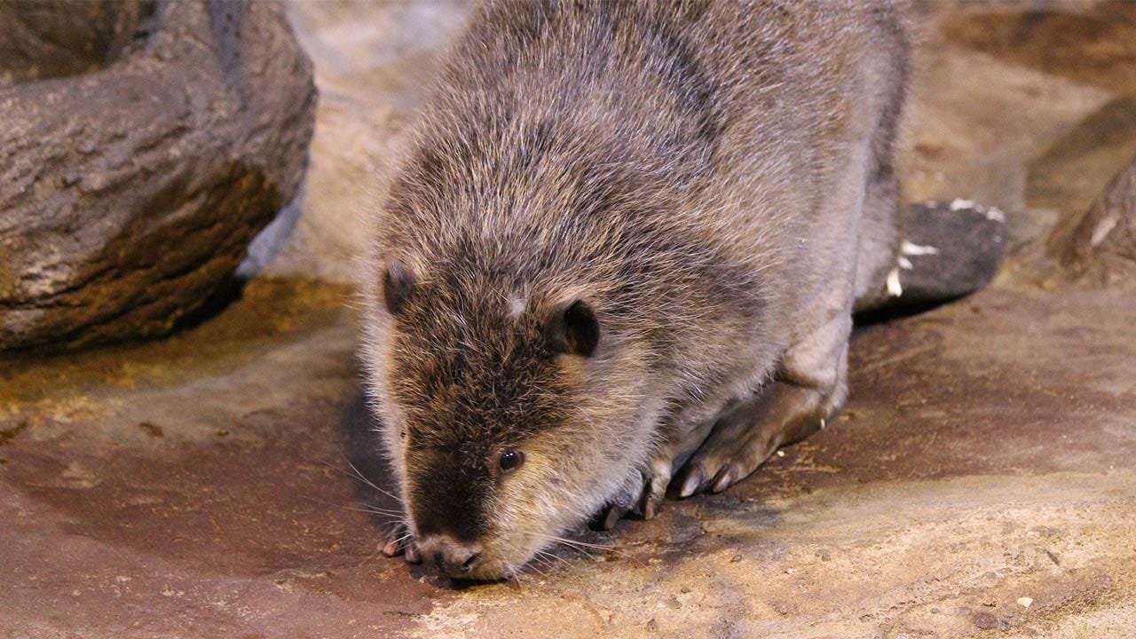 'Rocky' The Beaver Dies At Oklahoma Aquarium In Jenks