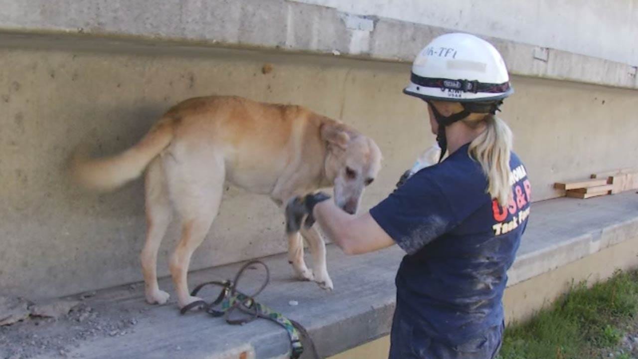 Search-And-Rescue Dogs Come To Tulsa To Train For Disasters