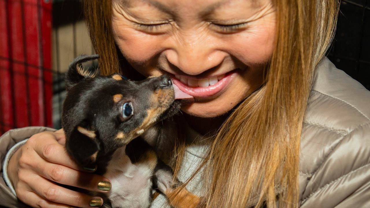 Adopting A Dog Could Lengthen Your Life, Study Says