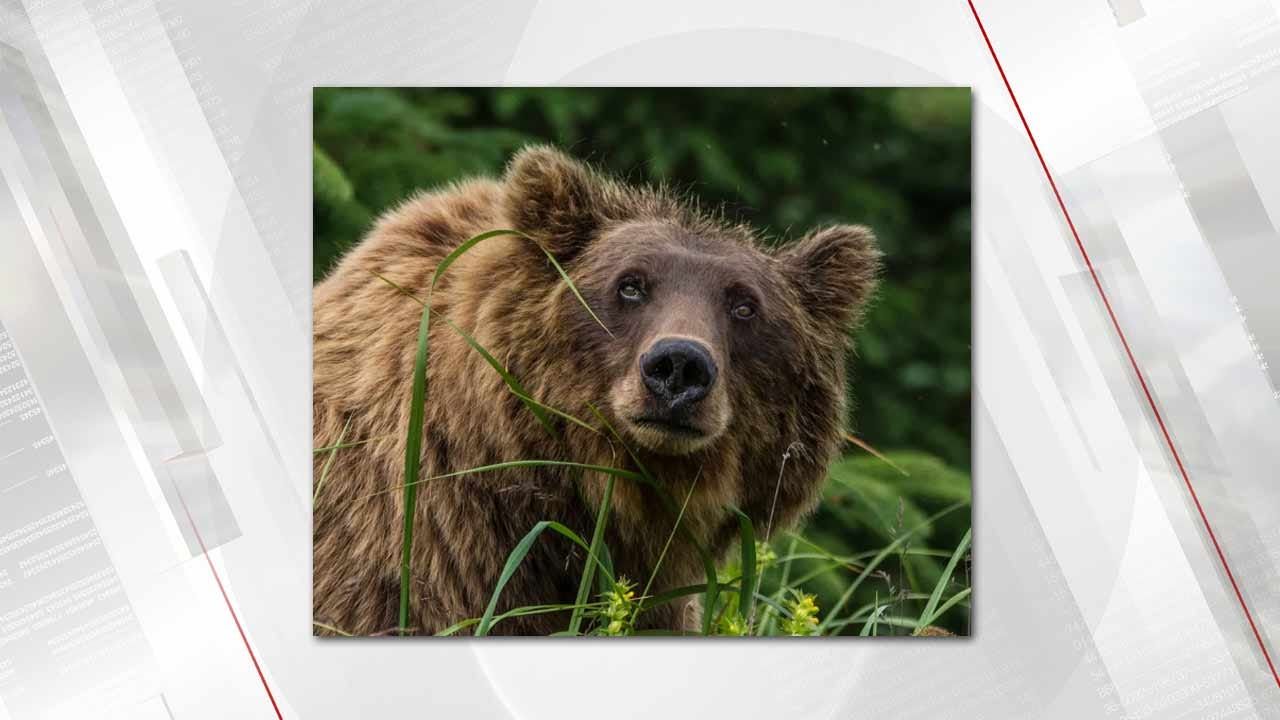 Tulsa Man Wins National Wildlife Photo Contest