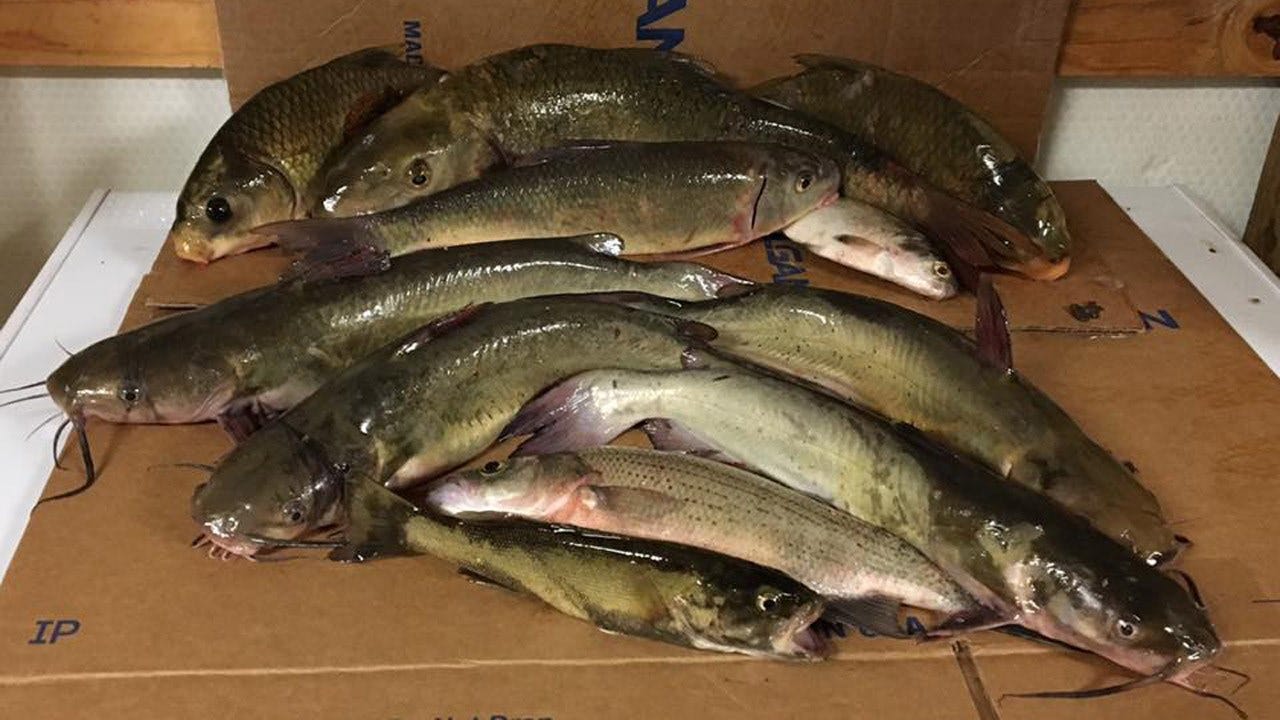 4 Tulsa Men Apprehended For Poaching Illinois River Fish