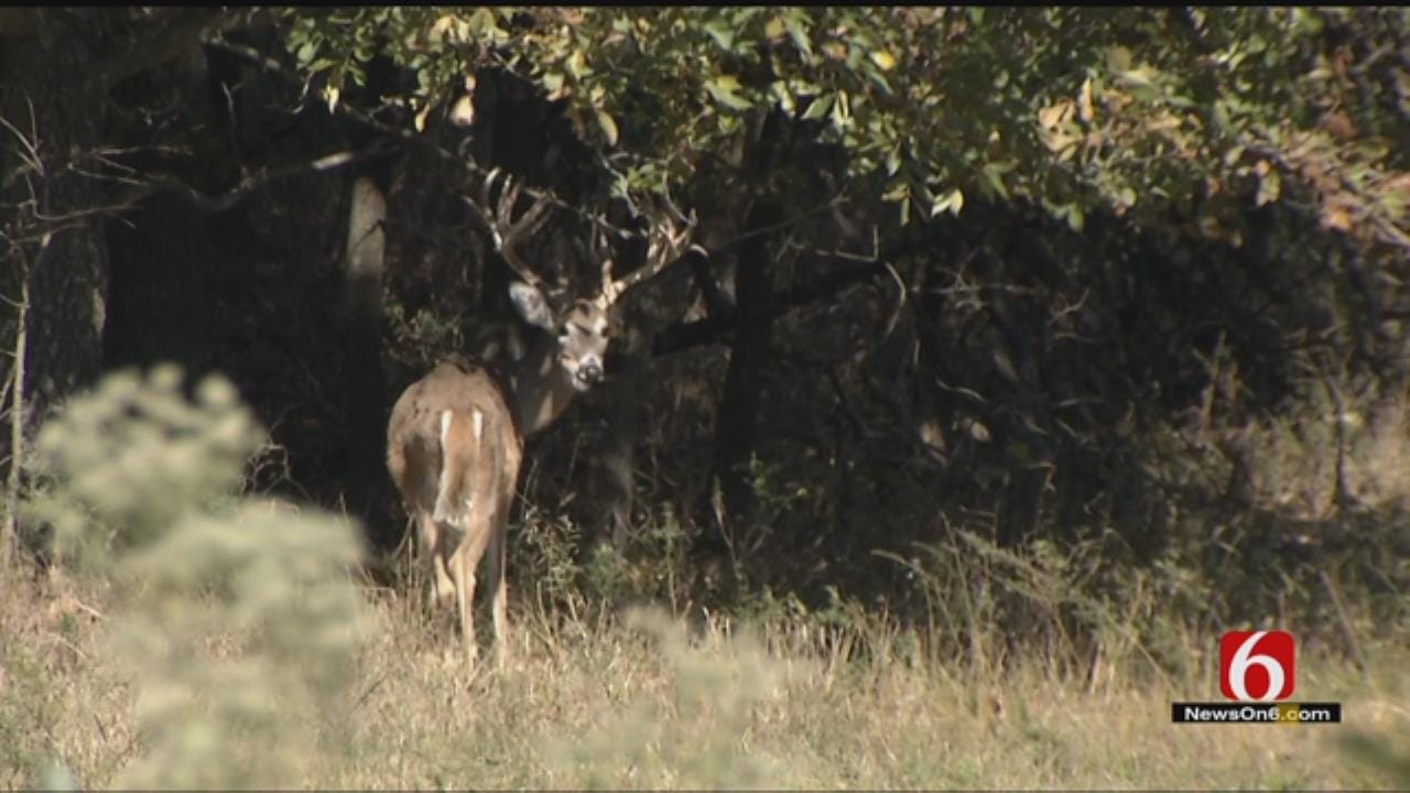 Oklahoma Deer Poaching Starts Earlier Than Usual