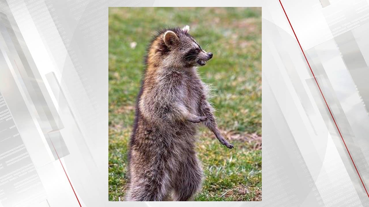 "ZombieLike" Raccoons In Ohio, Authorities Trying To Determine The Cause