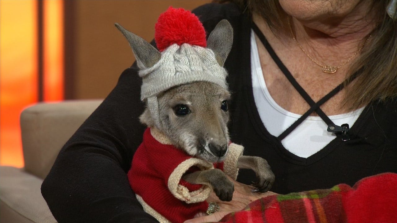 Grand Lake Oasis Animals Starts Book Series With 'Rosie The Kangaroo'