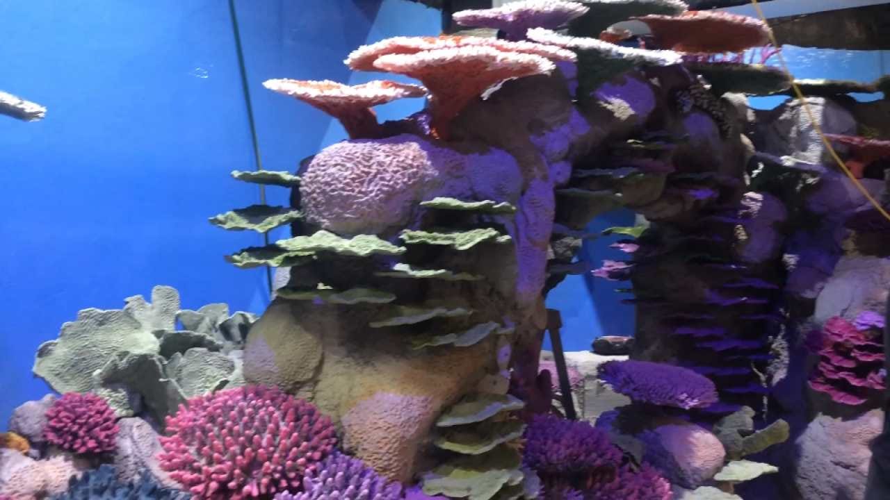 Oklahoma Aquarium's 'Polynesian Reef' To Open This Summer
