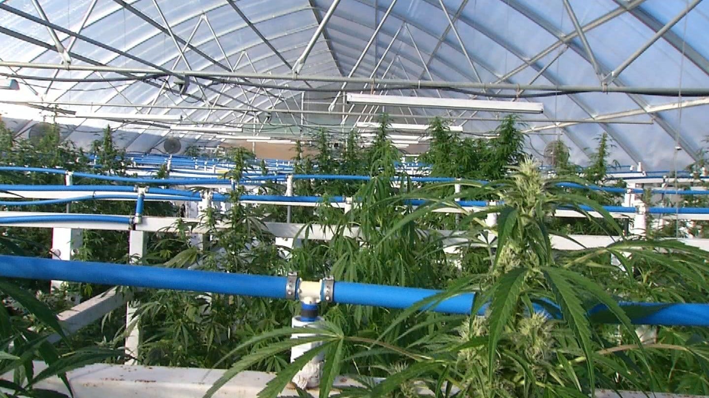 More Than 5% Of Oklahomans Now Have Medical Marijuana Cards