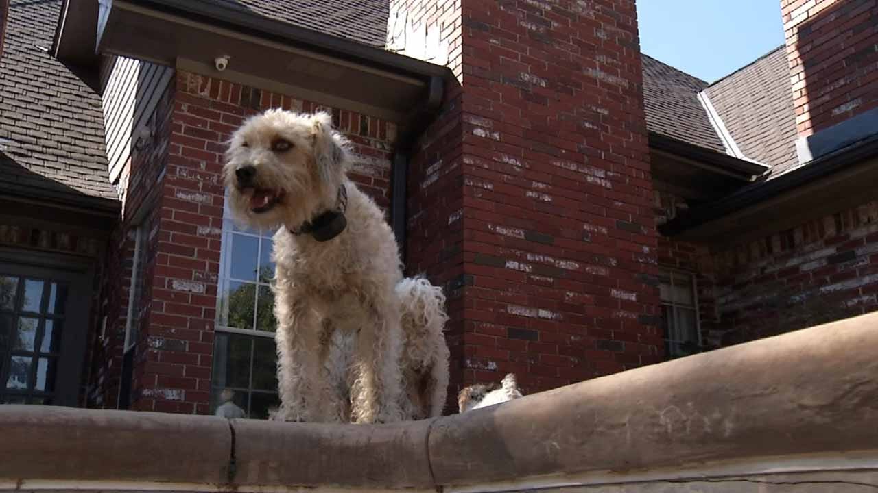 Video Shows Oklahoma Dog Rescuing Dog From Swimming Pool