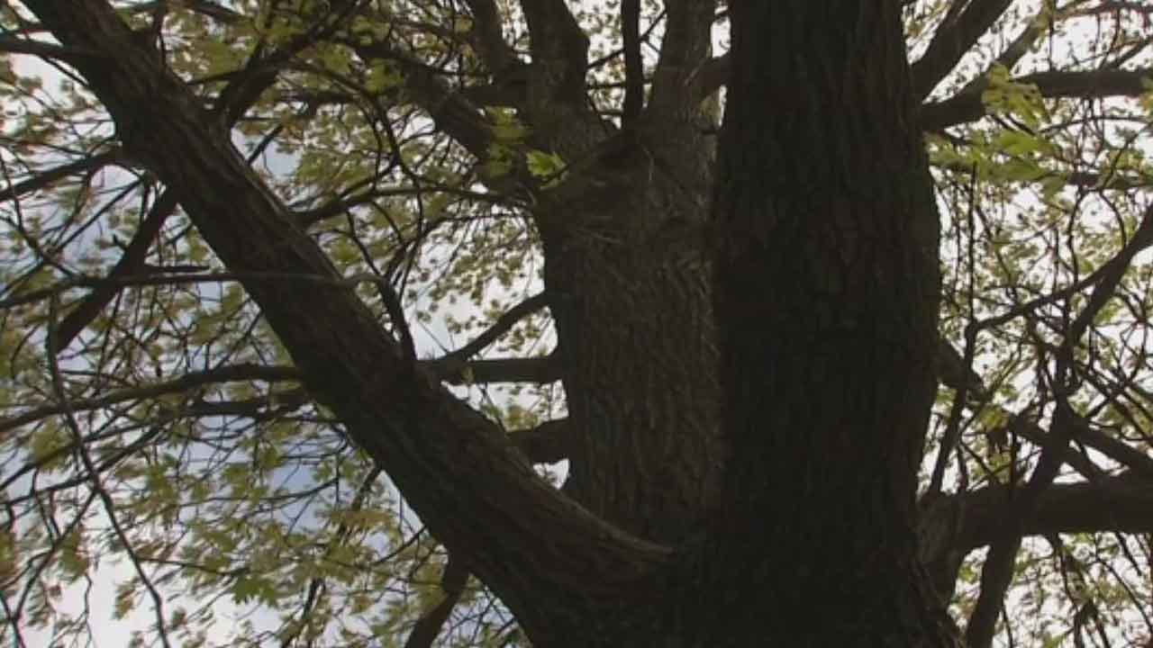 Tree Pollen On The Rise In Oklahoma