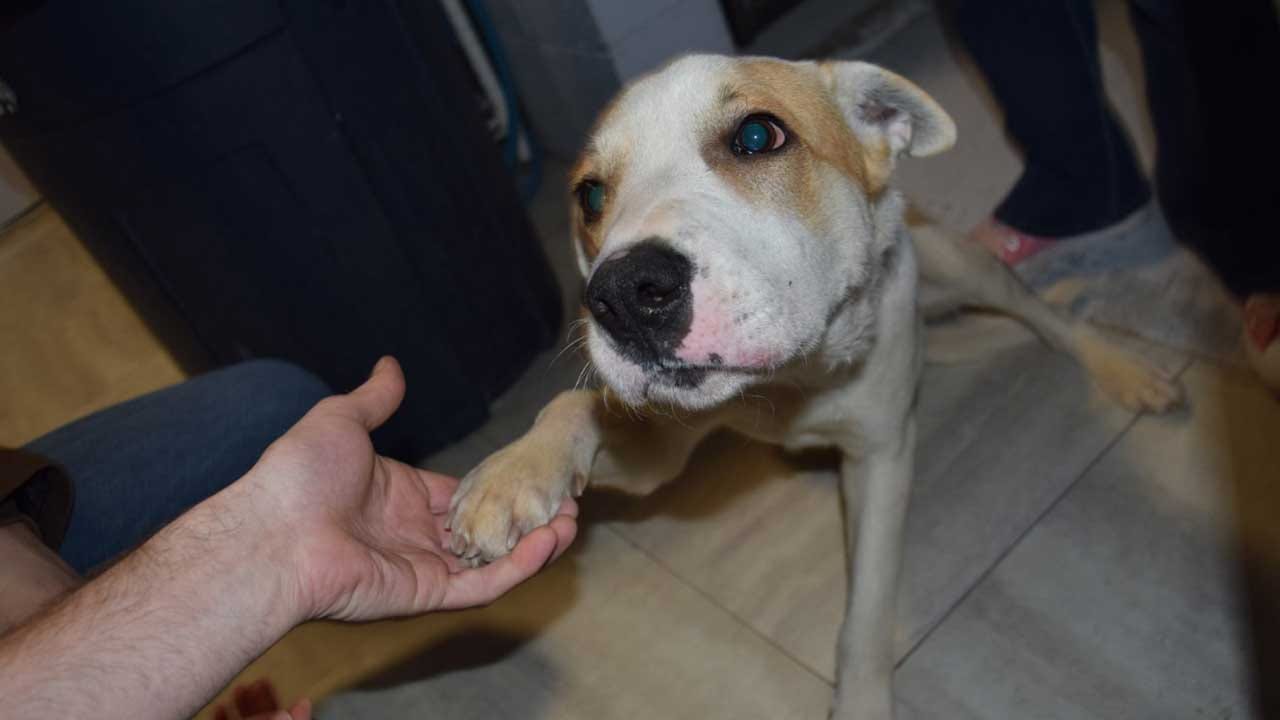 Dog Abused In Wagoner Kidnapping Case Available For Adoption