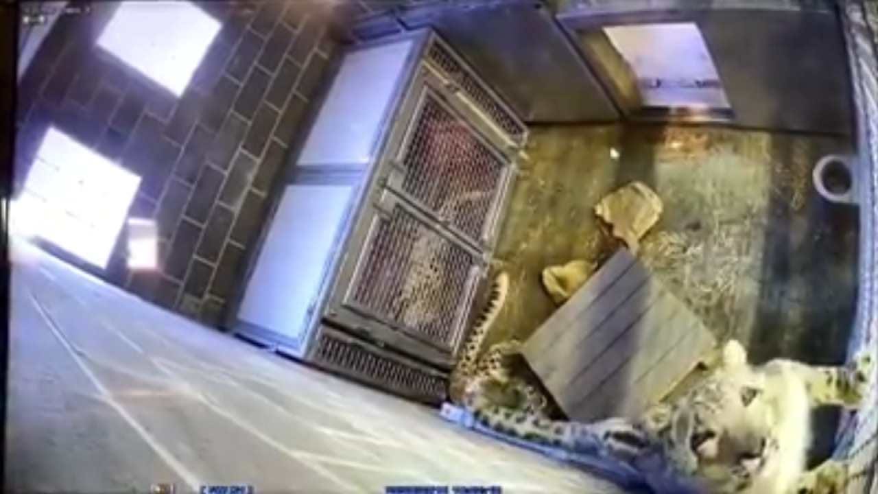 Tulsa Zoo Snow Leopard Licks The Camera