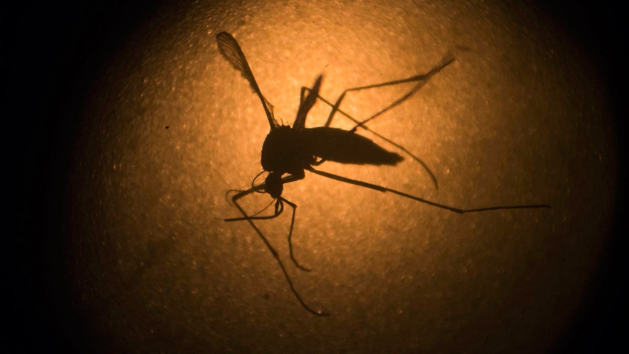 Tulsa Health Department: Big Decrease In Mosquito-Borne West Nile Virus