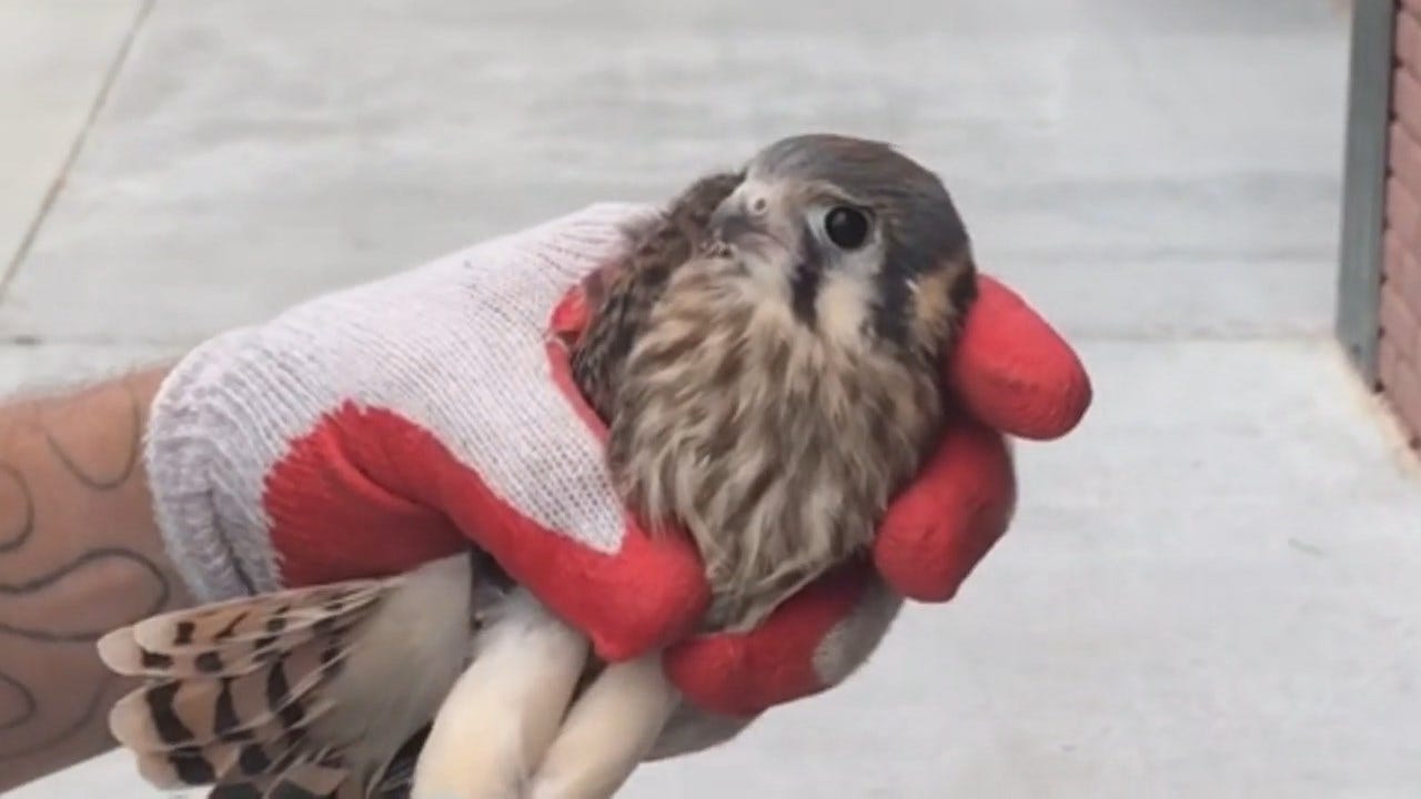 Man Rescues Bird In Tulsa Arts District