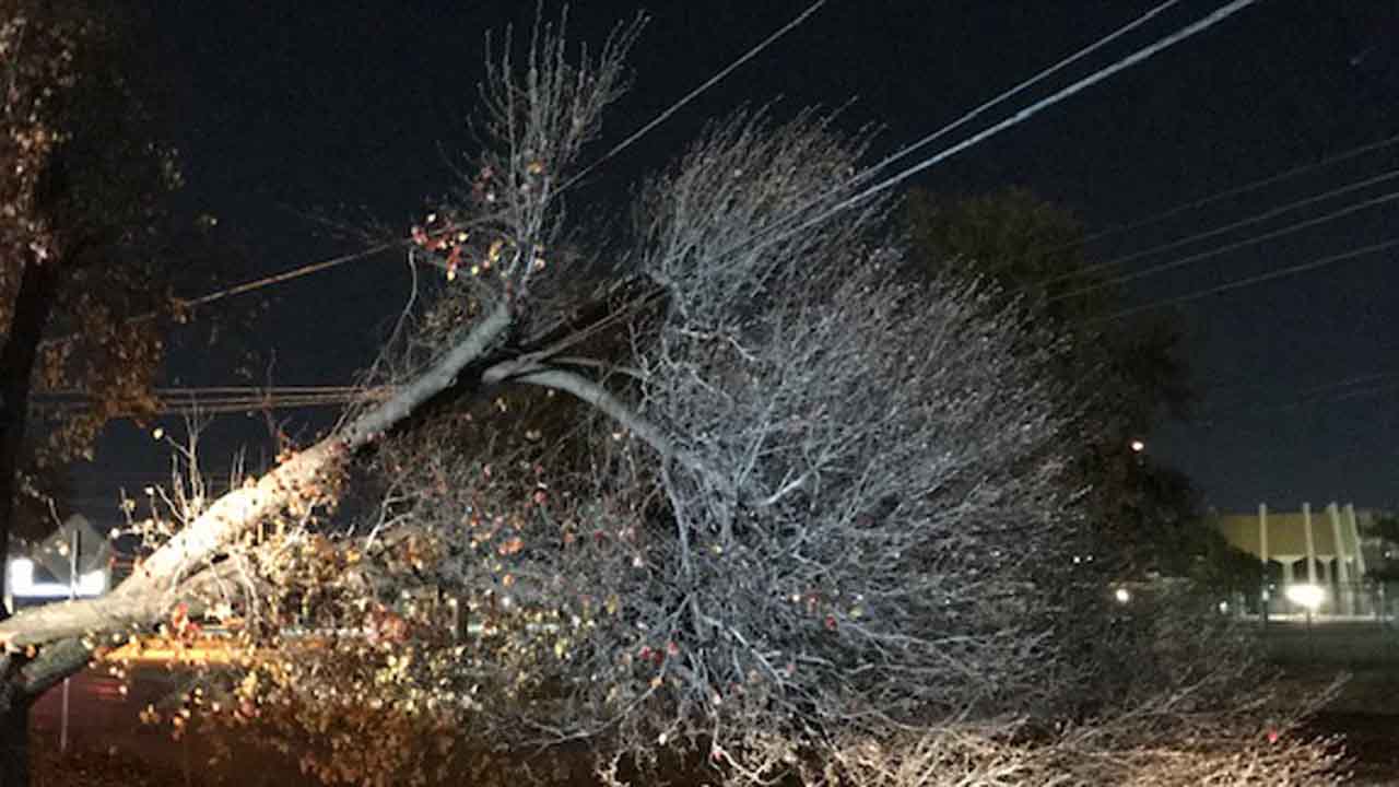 Lanes Closed Near Lewis & 81st Due To Tree On Power Lines