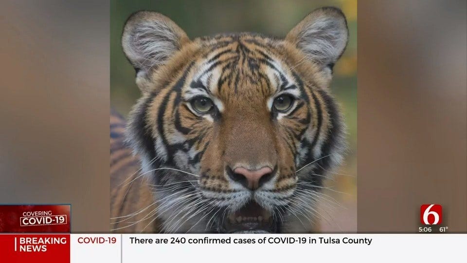 Tiger Tests Positive For COVID19 At New York City Zoo, First Case Of