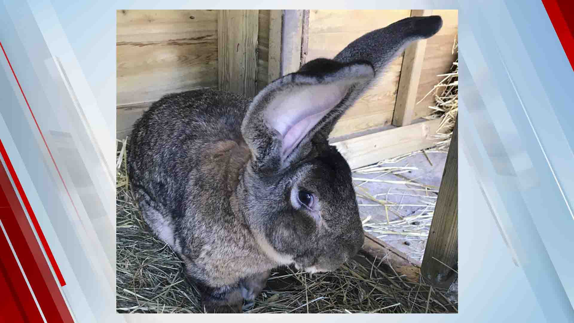 Bunny Snatched RecordHolding Giant Rabbit Stolen In UK