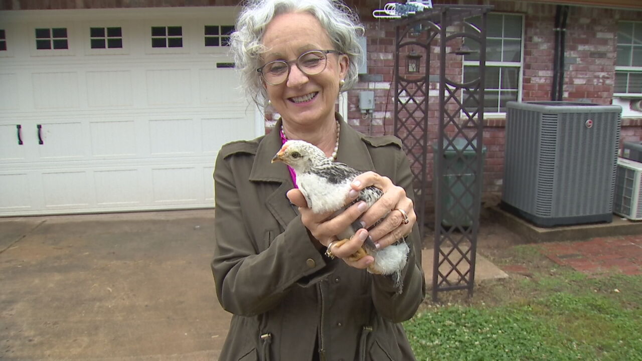 City Of Bristow Approves Ordinance Allowing Chickens In City Limits