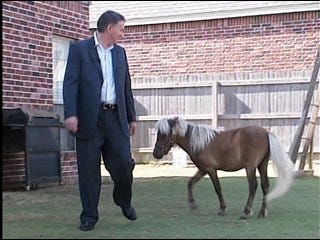 Mini-horse causes big dispute