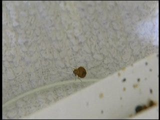 Bedbugs resistant to traditional extermination