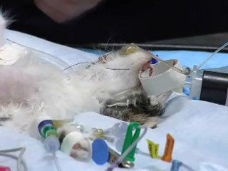 Surgery saves abandoned kitten's life