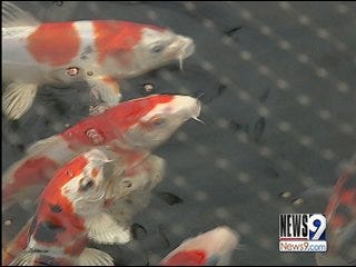 $85,000 in Koi Fish Stolen from Metro Businesses