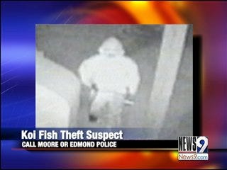$85,000 in Koi Fish Stolen from Metro Businesses