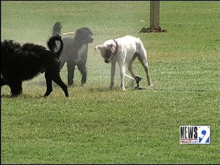 Summer Heat and Your Pets